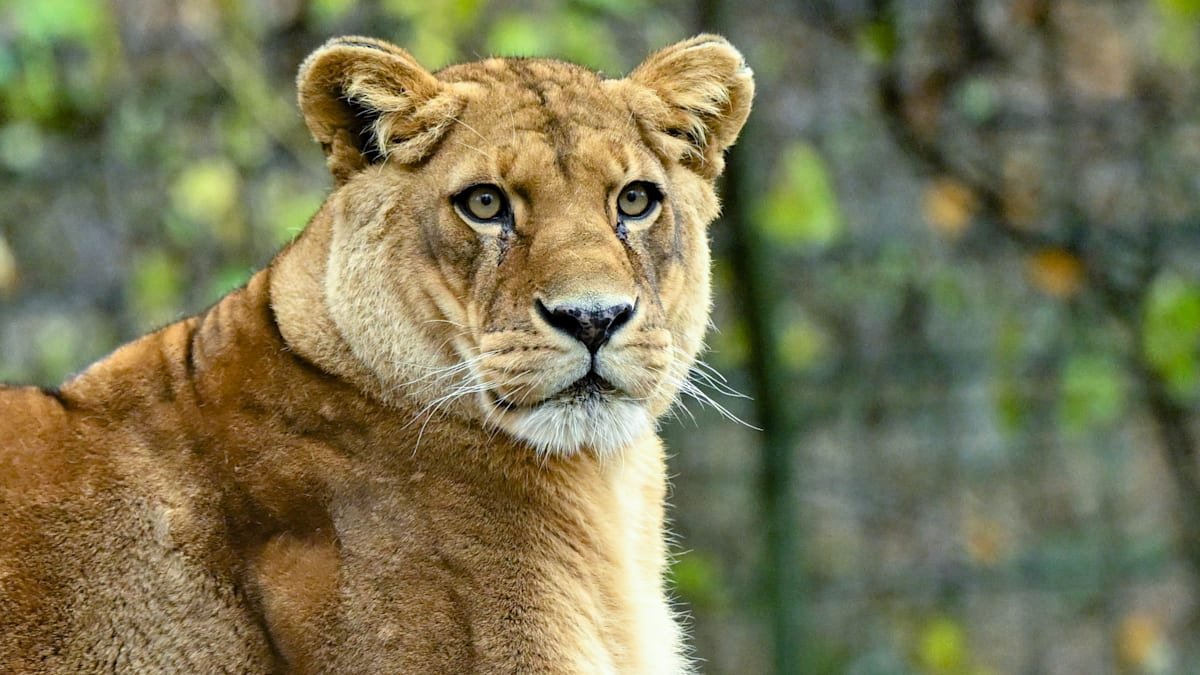 Бразилия: «Чрезвычайно печальное событие для всех нас» – львица убила злоумышленника в зоопарке