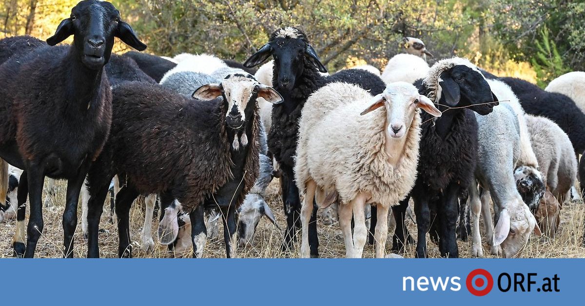 Обеспокоенность по поводу экспорта феты: вспышка оспы затронула греческих фермеров