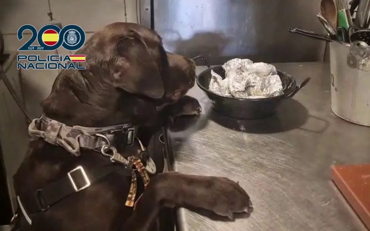 Полиция изъяла наркотики в популярных туристических районах Бенидорма « Euro Weekly News