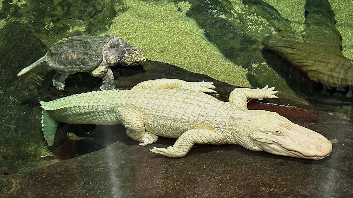 Альбинос: «Клод», белый аллигатор, мертв – его поминают