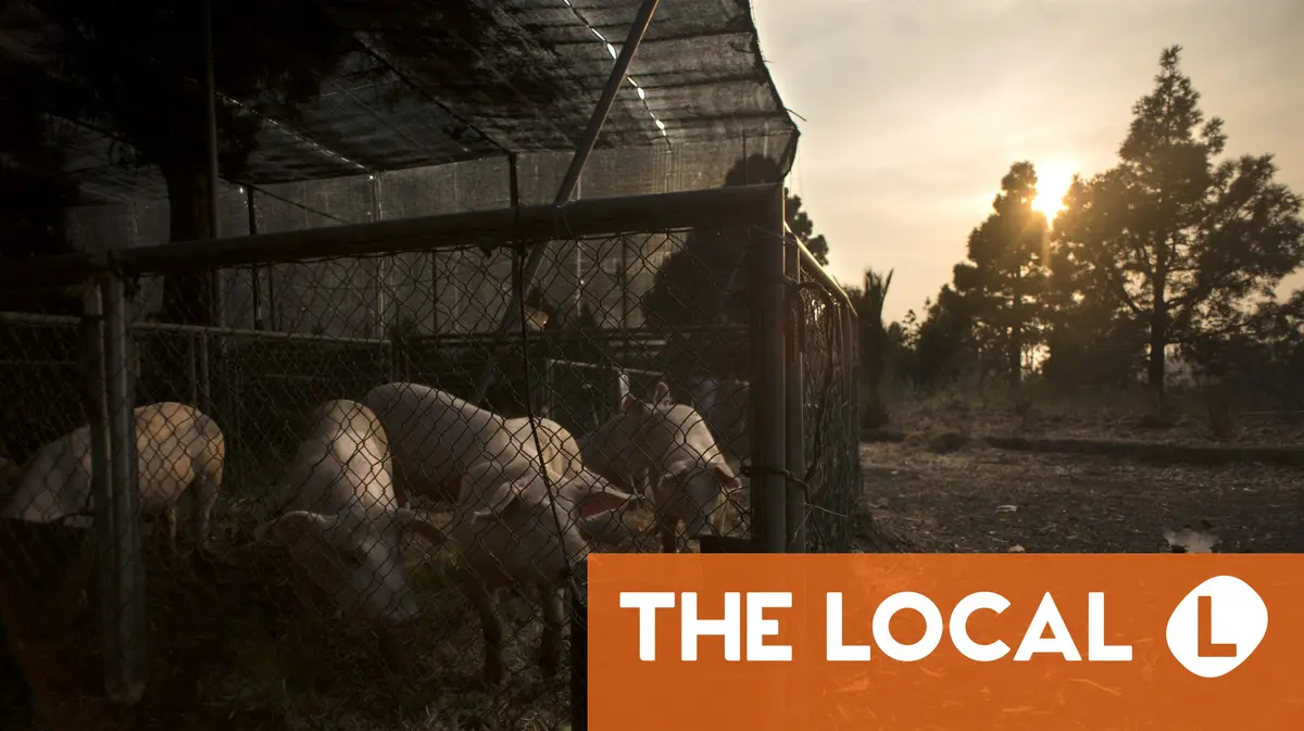 Испанские производители свинины «очень обеспокоены» африканской чумой свиней